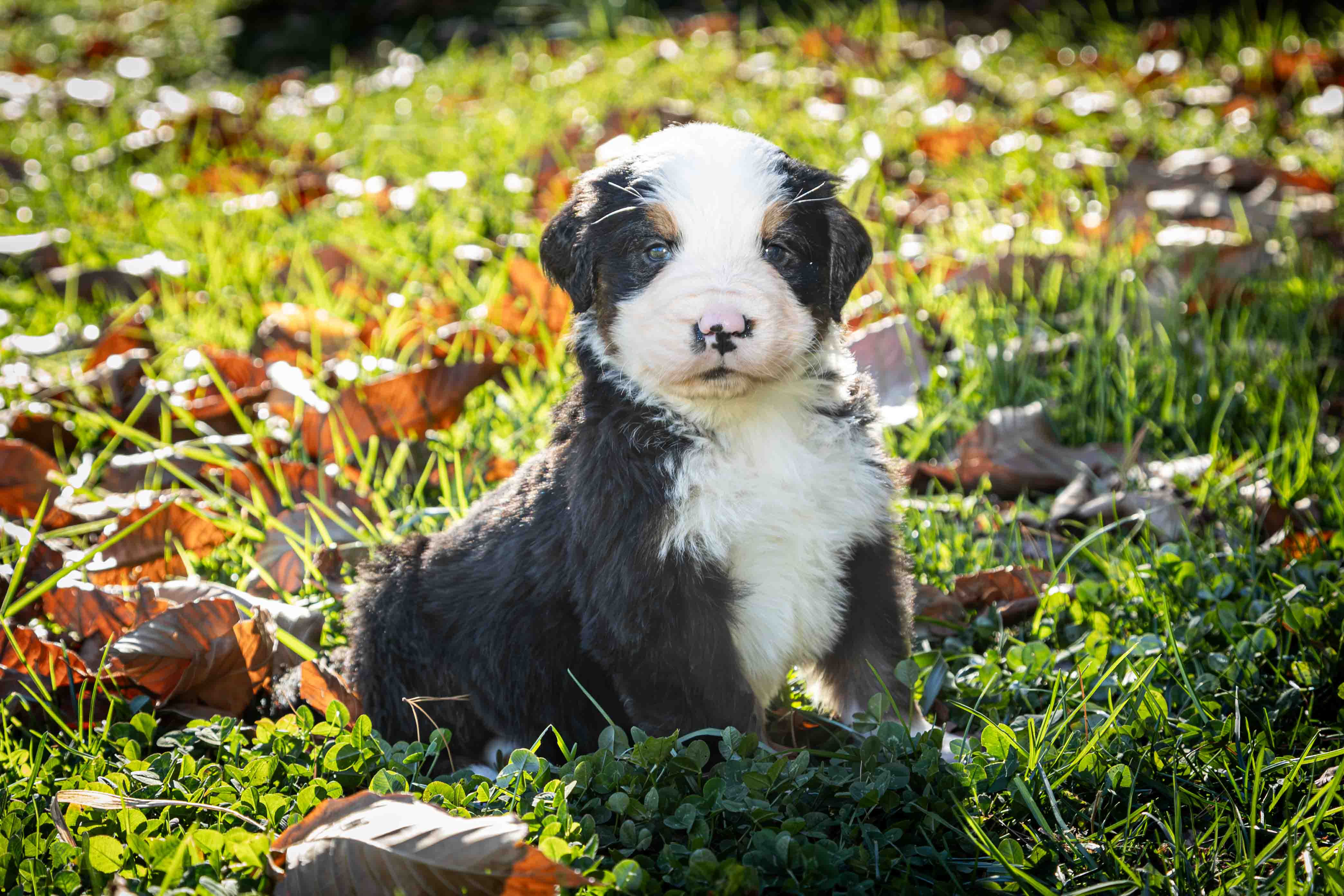 puppy, for, sale, Bernese Mountain Dog, Emanuel  Glick, dog, breeder, Bird-In-Hand, PA, dog-breeder, puppy-for-sale, forsale, nearby, find, puppyfind, locator, puppylocator, aca